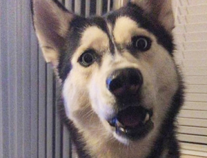 艾皇手机号测压