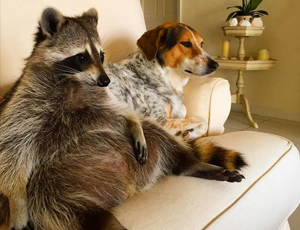 轰炸手机号在线使用