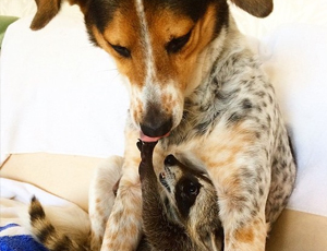 无限循环呼叫短信软件